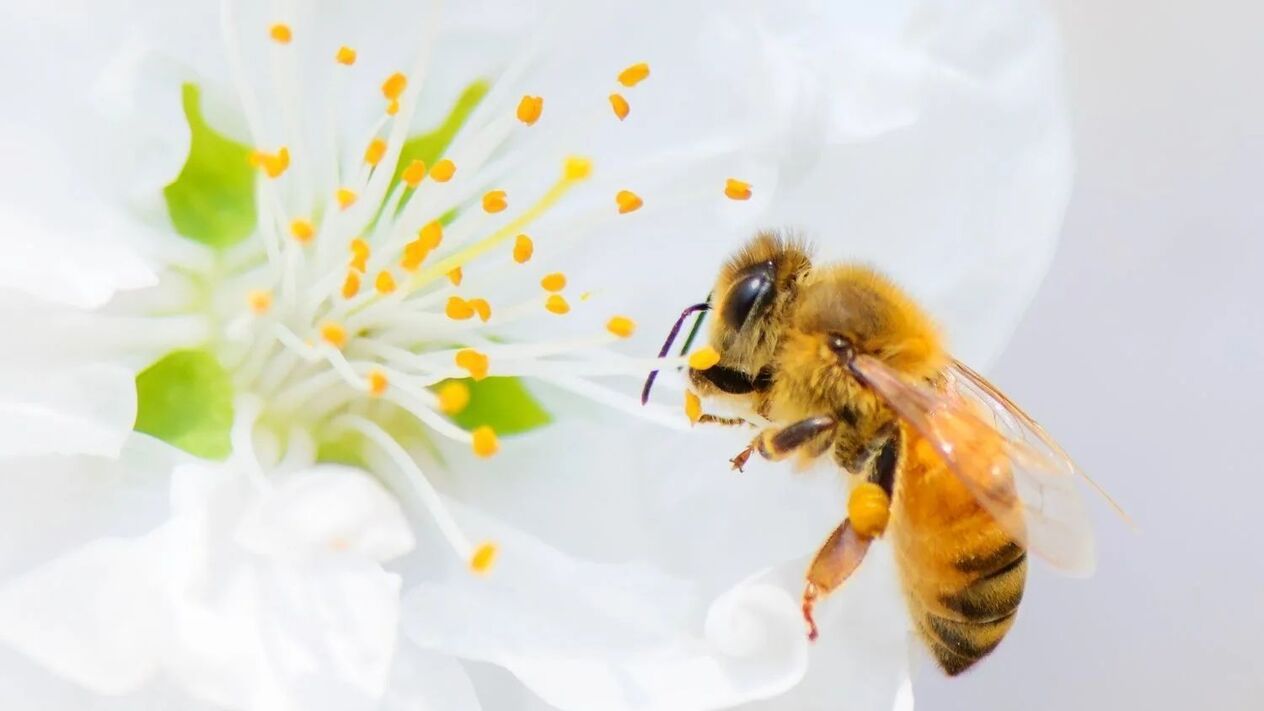 Penisvergrößerung mit Bienenstichen